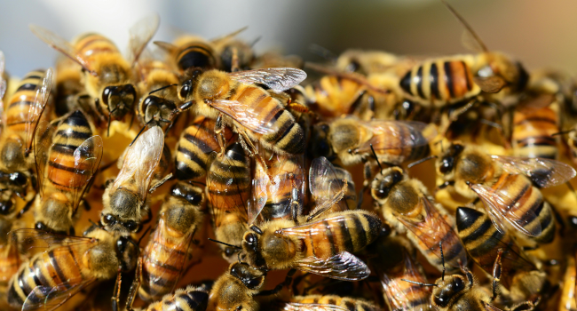 bees