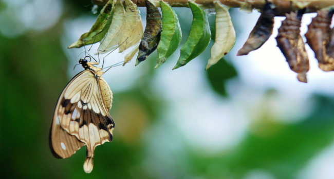 butterfly coccoon