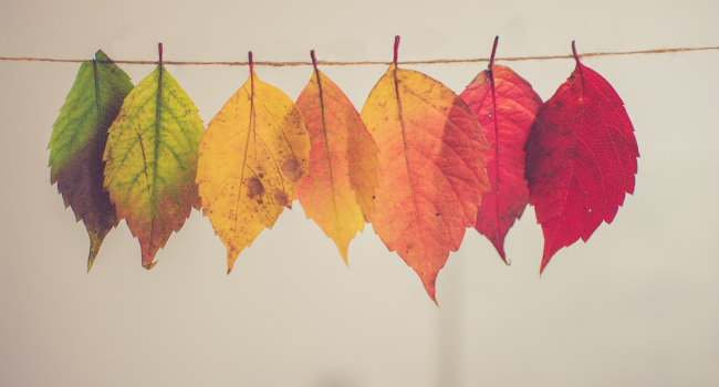 leaves