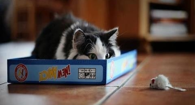 pounce mouse