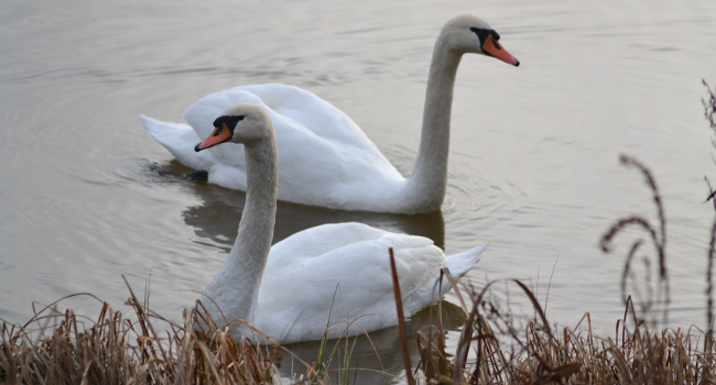 swanlike